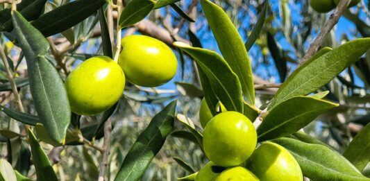 Green-Olives