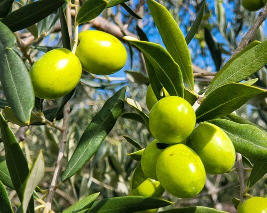 Green-Olives